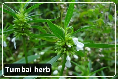 Tumbai herb – for Skin Eruptions & Worm infestation